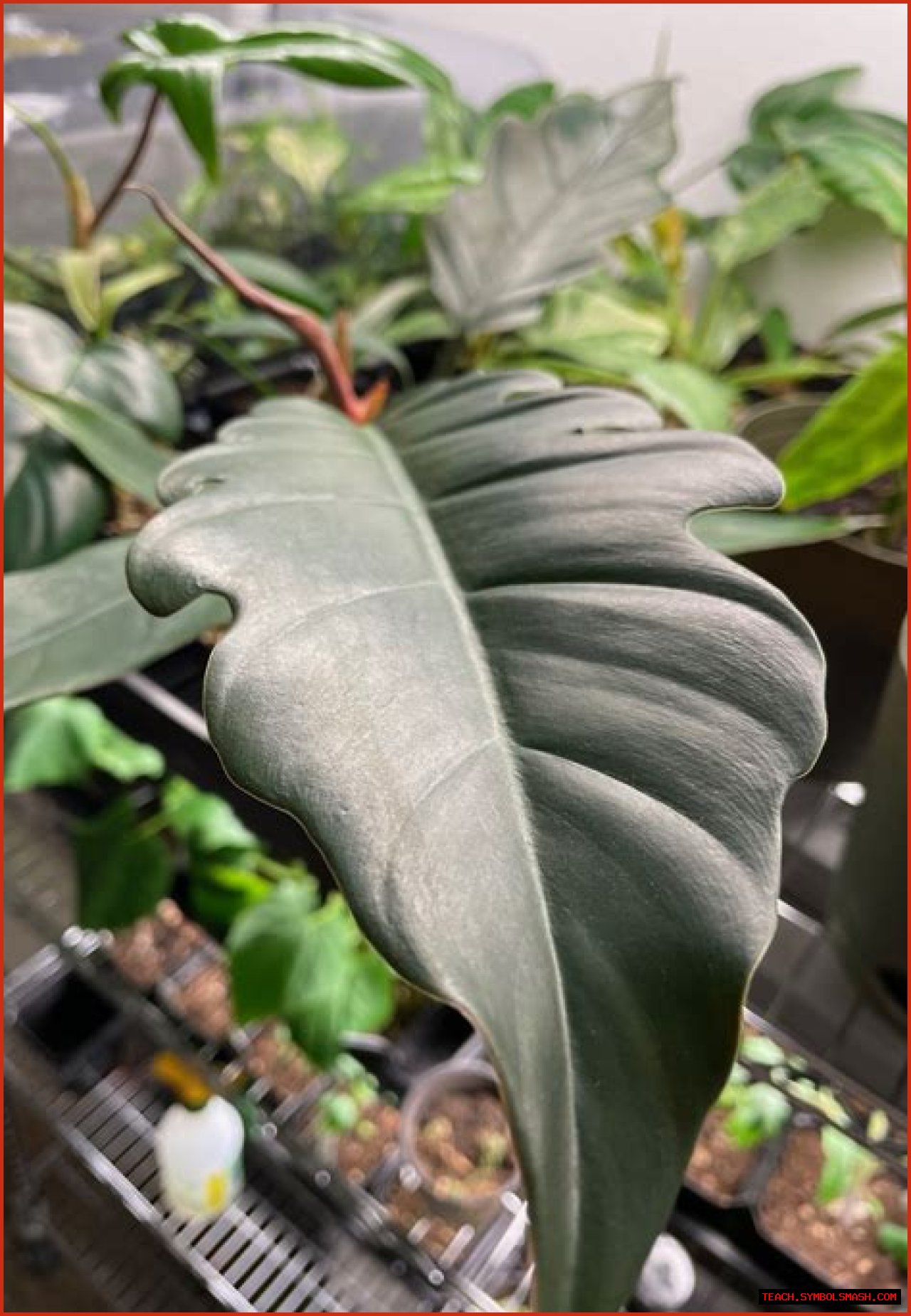 Tissue culture (TC) Philodendron Caramel Marble / Pluto Live Plant Well Rooted for Sale